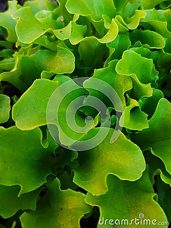 Small sprouts of young leaf lettuce Stock Photo