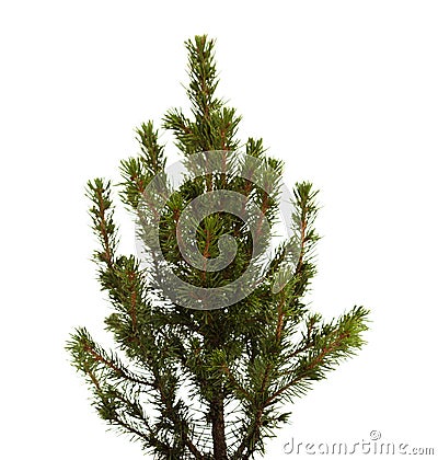 Small spruce isolated Stock Photo