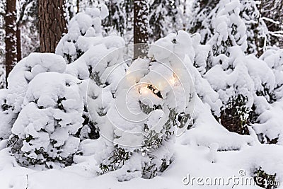 Small spruces in the forest on a winter day. One of the spruces is decorated with a chain of yellow lights Stock Photo