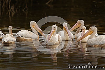 Small squadron of American white pelicans swimming together in tranquil water Stock Photo