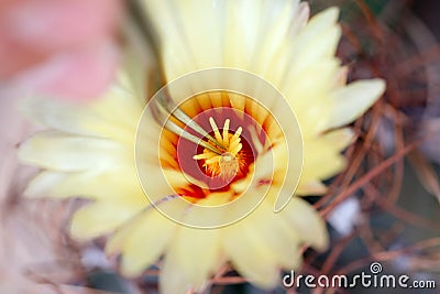 Small squeezing pliers for pollinating cactus Stock Photo