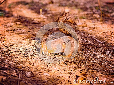 Small squirrel digs the ground. Stock Photo