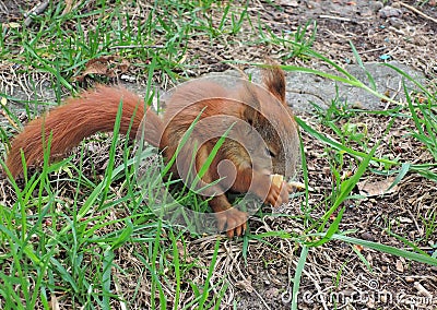 Small squirrel Stock Photo