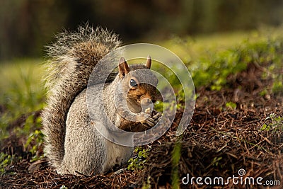 Small squirrel sits atop a pile of dry hay, nibbling on a small morsel of food. Stock Photo