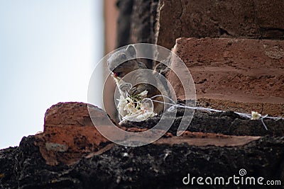 A small squirrel sitting on top of a decorated temple wall Stock Photo