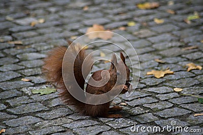 Small squirrel Stock Photo