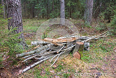 Small stack of firewood in forest Stock Photo