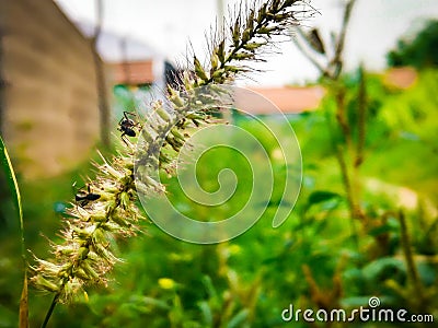 A small standing grass with two ants Stock Photo