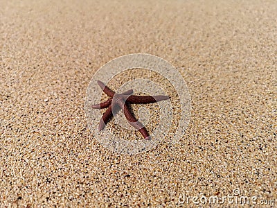 Small starfish on a beach Stock Photo