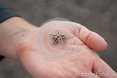 Small starfish, in the hands of a woman Stock Photo