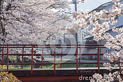 A small steel bridge with full bloom cherry blossom trees Stock Photo