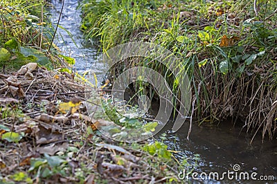 Small stormy river flowing in the forest. Clear stream running through green plants. Stock Photo