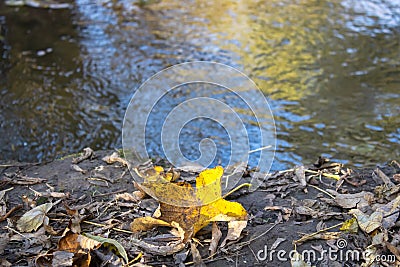 Small stormy river flowing in the forest. Clear stream running through green plants. Stock Photo