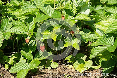 Small strawberry bush in forest. Red strawberries in wild meadow, close up Stock Photo