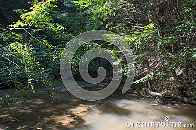 Stream disappearing into the forest Stock Photo