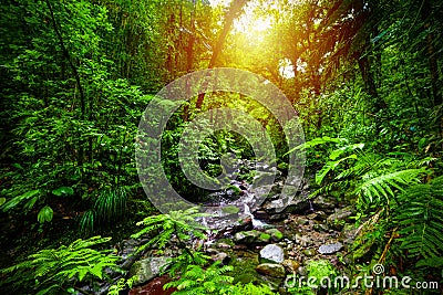 Small stream in Guadeloupe jungle at sunset Stock Photo