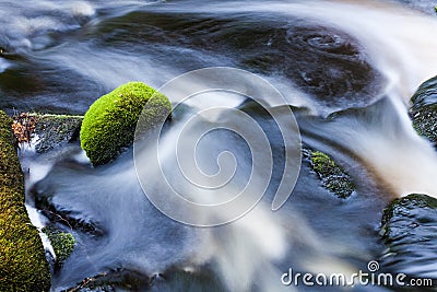 Small stream in mixed forest Stock Photo