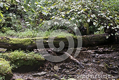 Fallen tree and small stream Stock Photo