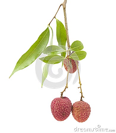 A small string fresh lychees on white background Stock Photo