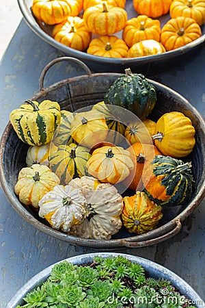 Small striped decorative Fango pumpkins in a metal basin at a harvest festival. Ripe baby pumpkins, garden decor Stock Photo