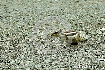 Small striped rodents marmots chipmunks squirrel monkey sciurus fauna adorable creature spotted on hunting mood. Animal Wildlife Stock Photo