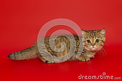 Small striped Scottish kitten stands sideways Stock Photo