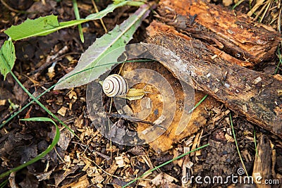 Small striped snail creeps through the tree trunk Stock Photo