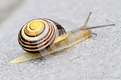 small striped snail Stock Photo