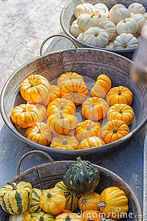 Small striped yellow orange ripe decorative pumpkins in a metal basin at a harvest festival. Cute baby pumpkin, garden decor Stock Photo