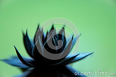 Small Succulent with green background Stock Photo