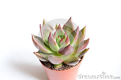 Small succulent plant pot on white background Stock Photo