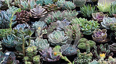 Small succulent plants in pots Stock Photo
