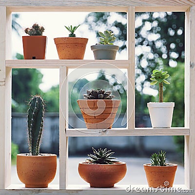 Small succulent pot plants decorative on wood window with morning warm light Stock Photo