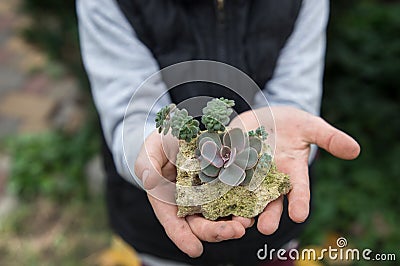 small succulents planted in limestone in the hands of a child Stock Photo