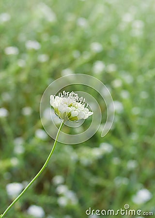 Small summer wild flower against green background Stock Photo