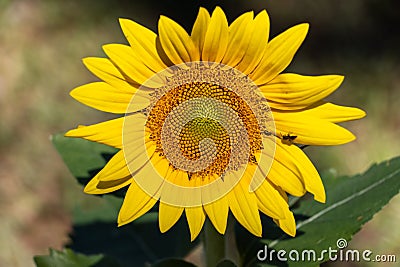Small sunflower blossom with insect Stock Photo