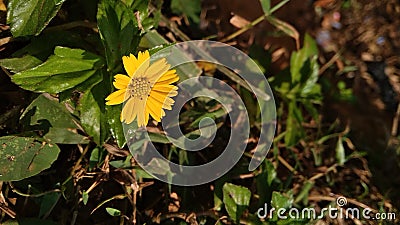 small sunflowers in the grass Stock Photo