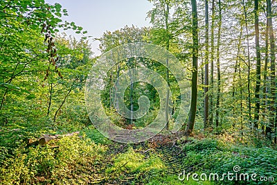 A small sunny forest clearing where there are tire tracks from construction machines in the ground Stock Photo