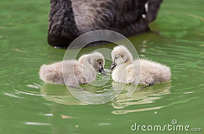 Small swans Stock Photo