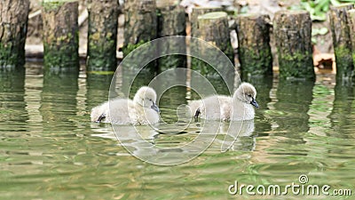 Small swans Stock Photo