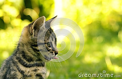 Small tabby cat Stock Photo