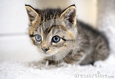Small tabby kitten with blue eyes on cat tree in animal shelter Stock Photo