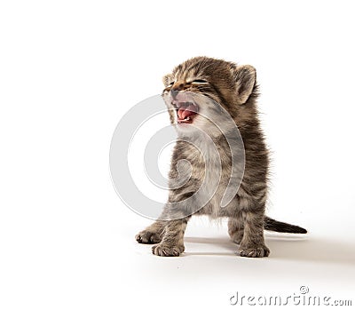 Small tabby kitten crying Stock Photo