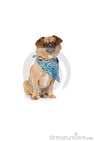 Small tan dog with floppy ears and a blue scarf Stock Photo