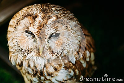 The small tawny owl. Wild bird. Close up head Stock Photo