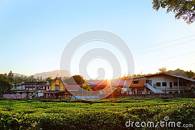 Small Tea Estate Editorial Stock Photo