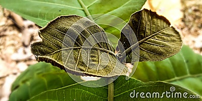 Two small brown teak leaves Stock Photo