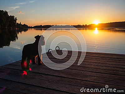 A small terrier on the bridge on the river Stock Photo