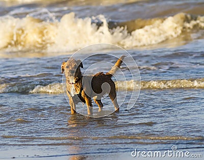 Small Terrier dog at the seaside Stock Photo