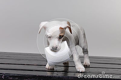 Small terrier puppy with toilet paper Stock Photo